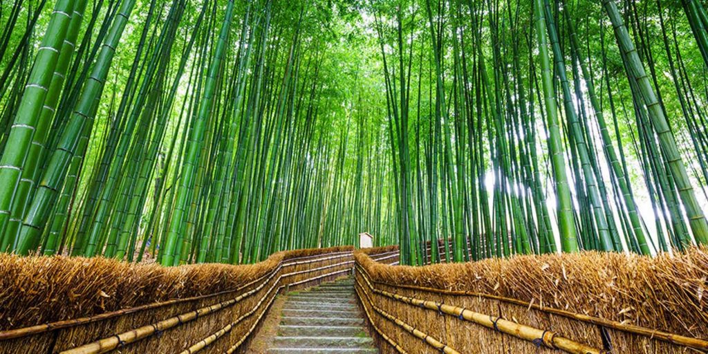 Arashiyama bamboo garden