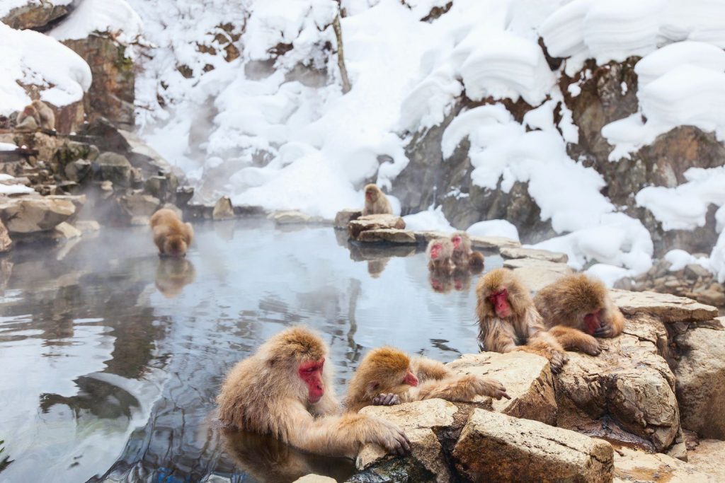 Jigokudani Monkey Park