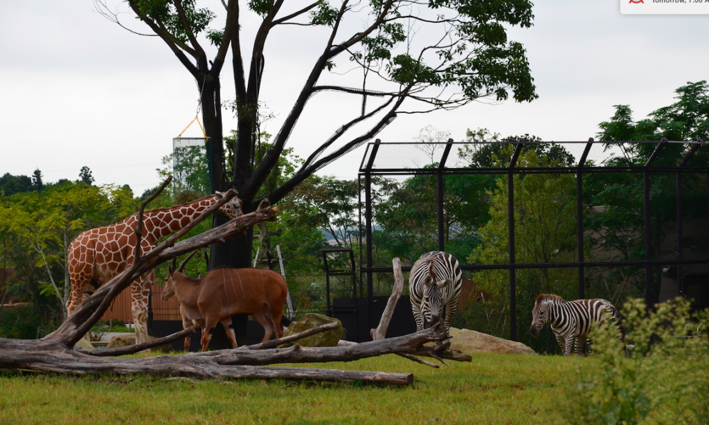 Zoorasia Japan - African Animals