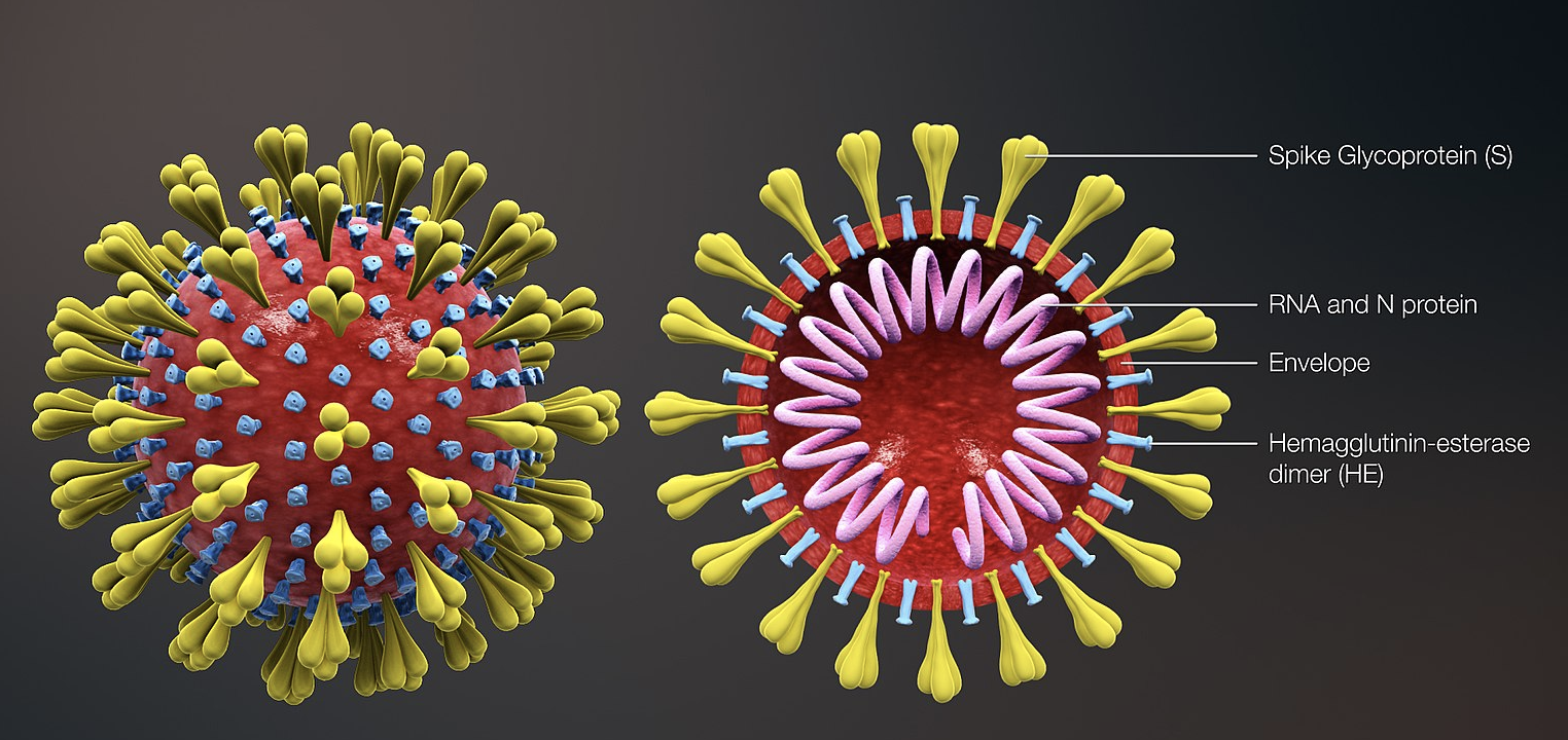 What is Corona Virus and What its Symptoms