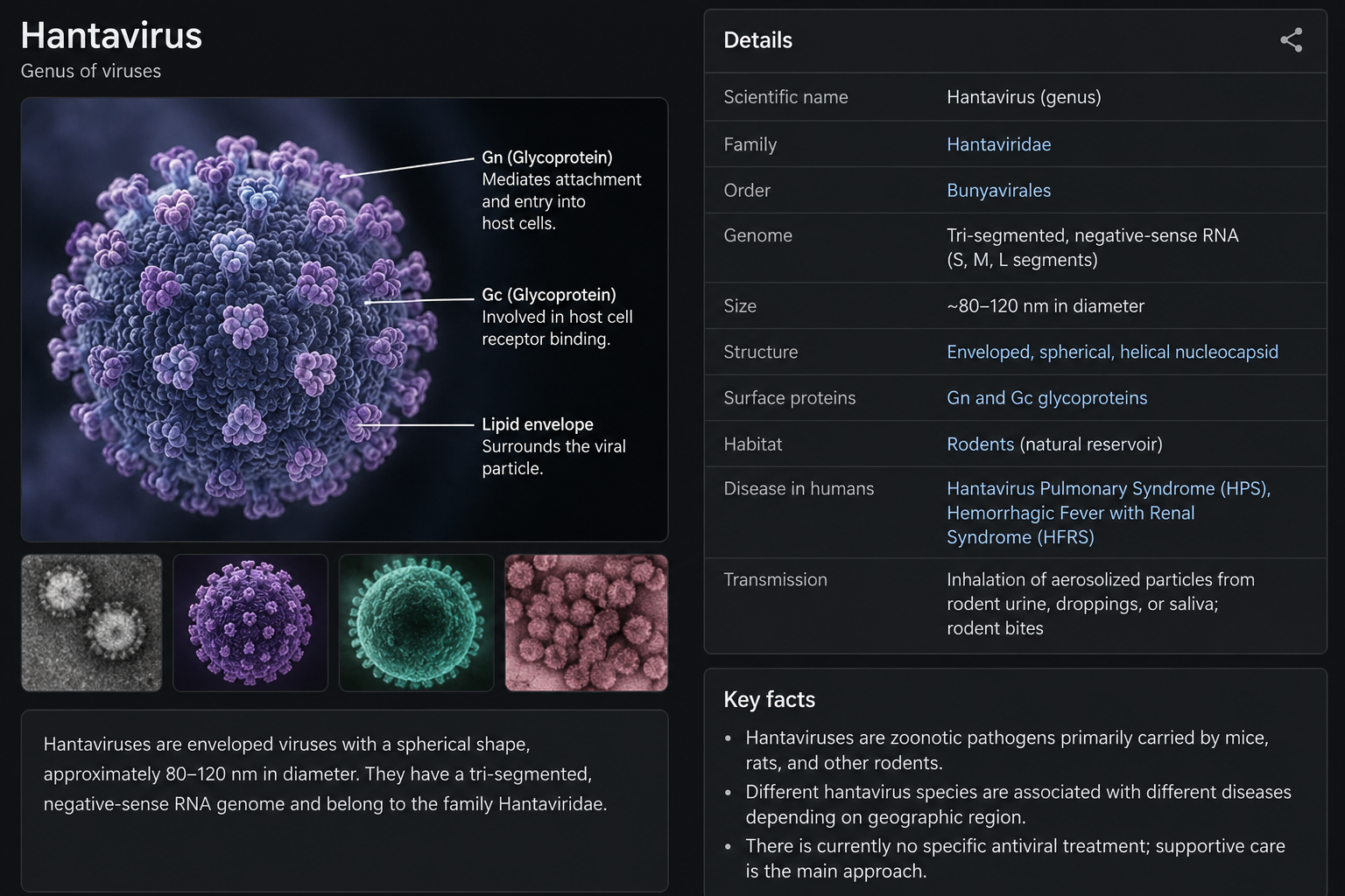 Understanding Hantavirus: A Complete Information