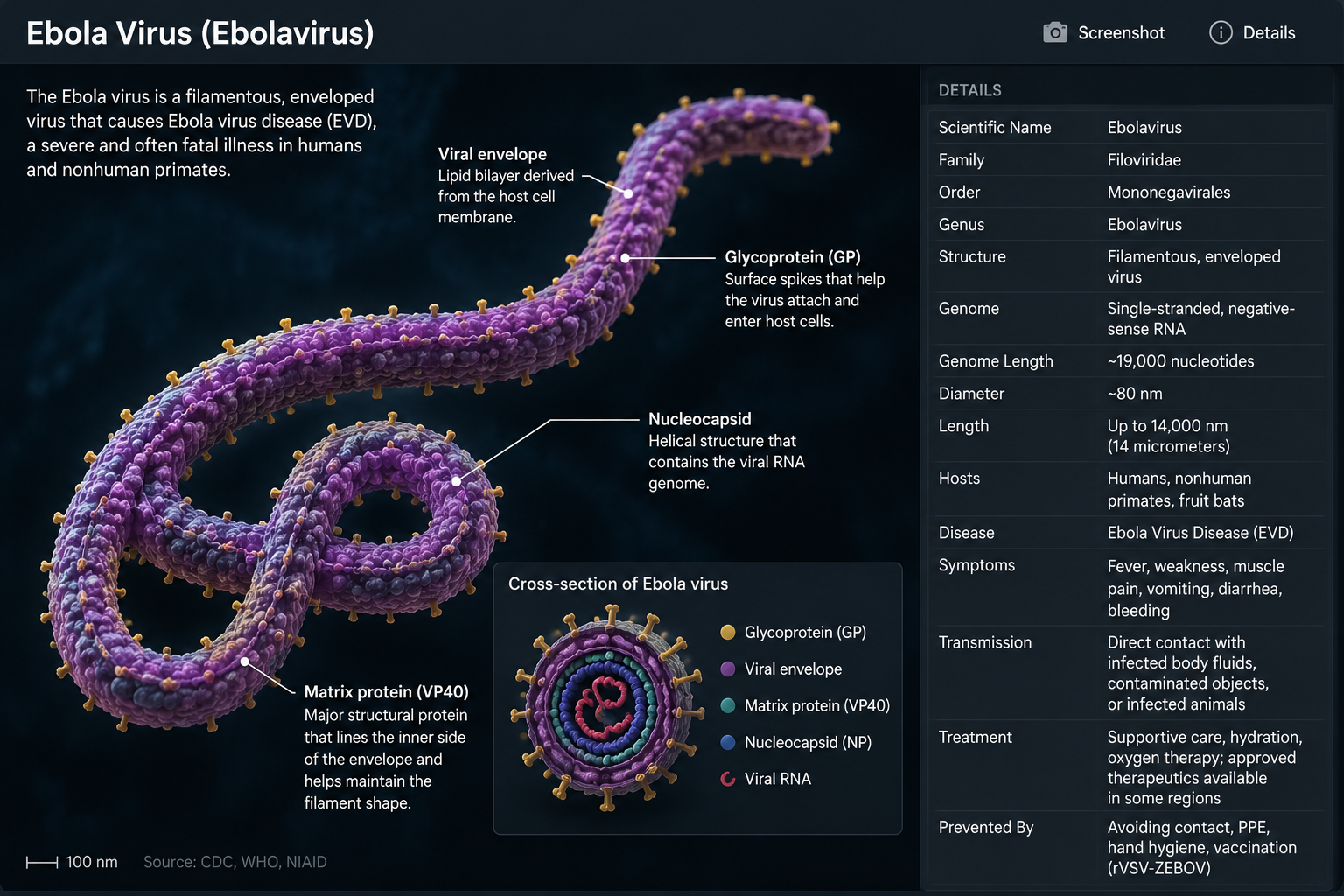 Ebola Virus: Symptoms, Causes, Transmission, Prevention, and Treatment Guide